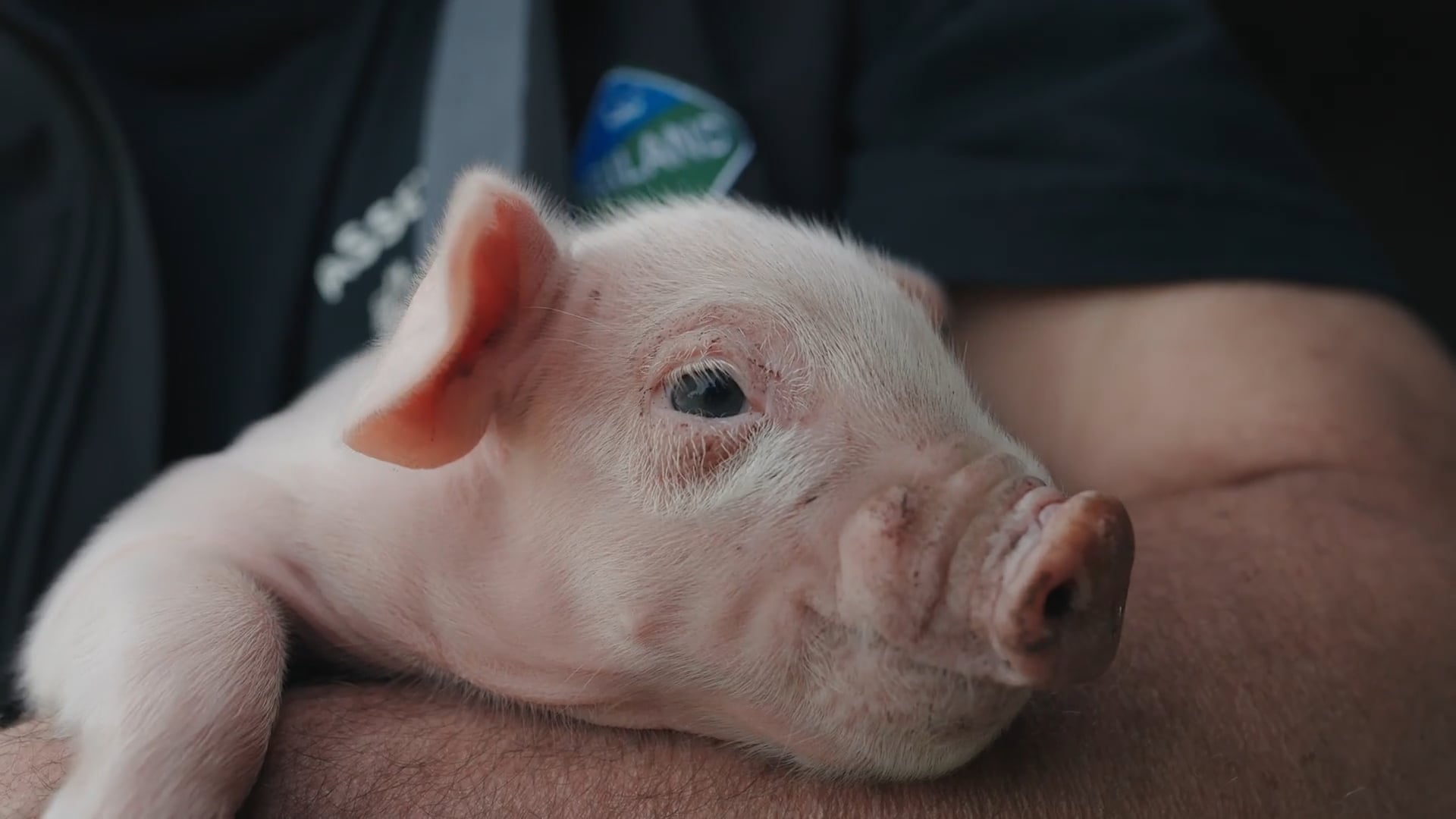 MENY - DANSKE MADSKATTE