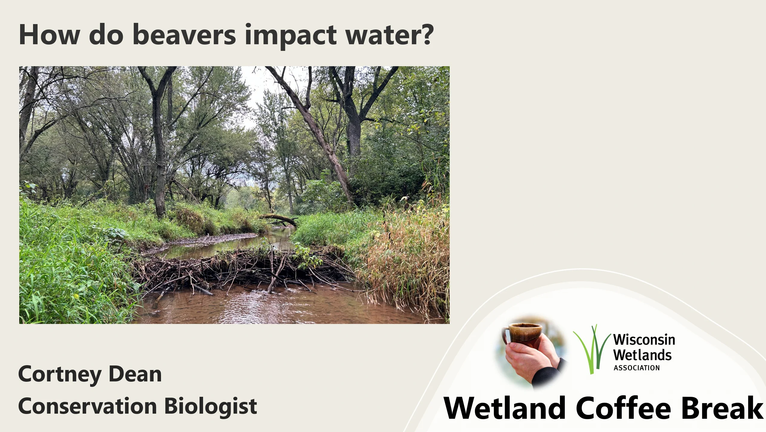 Wetland Coffee Break: How do beavers impact water? | Wisconsin