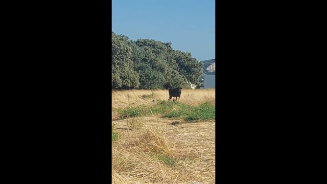 Ρόδος: Αγελάδα δεμένη στον ήλιο 12-7-2025