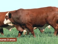 Touros<br>3 Anos