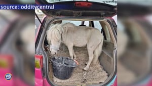 Lady Fined For Carrying PONY In Her Car