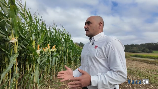 Los técnicos de Limagrain presentan en su campo de ensayos de Trazo (A Coruña) las novedades para el próximo año