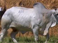 Lote 110
