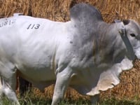 Lote 113