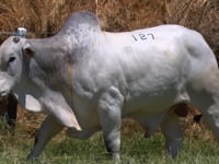 Lote 127