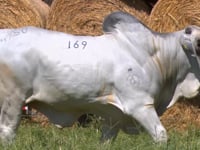 Lote 169