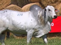 Lote 170