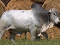 Lote 171