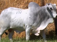 Lote 172