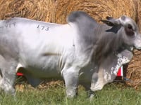 Lote 173