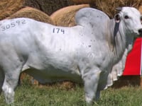 Lote 174