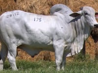 Lote 175