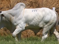 Lote 176