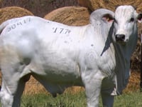 Lote 177