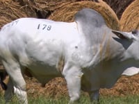 Lote 178