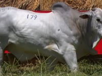 Lote 179