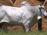 Lote 180