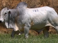 Lote 182