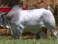 Lote 183