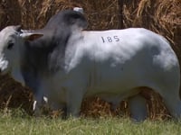 Lote 185