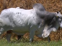 Lote 186