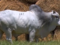 Lote 187