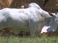 Lote 190