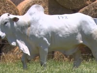 Lote 192