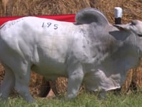 Lote 195