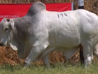 Lote 196