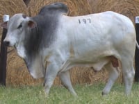 Lote 197