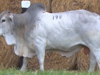 Lote 198