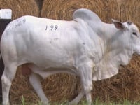 Lote 199