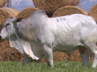 Lote 200