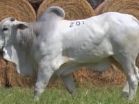 Lote 201