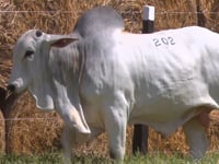 Lote 202