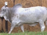 Lote 203