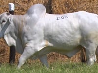Lote 204