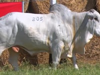 Lote 205