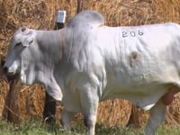 Lote 206