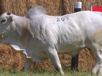 Lote 207