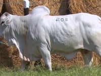 Lote 208