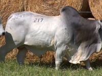 Lote 217