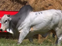 Lote 218