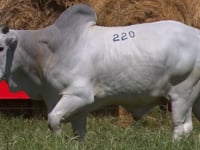 Lote 220
