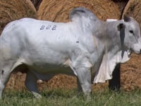 Lote 222