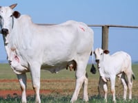 Lote 04