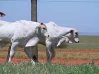 Lote 39
