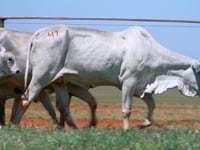 Lote 41