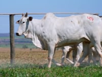 Lote 49